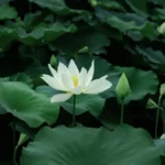 White Lotus Season 4: Bio, Facts, News, and Complete Guide